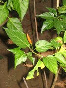 Chile Chocolate plant