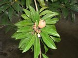 Chico Zapote plant