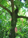 the seeds of the Theobroma cacao tree