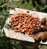 Cacao seeds drying